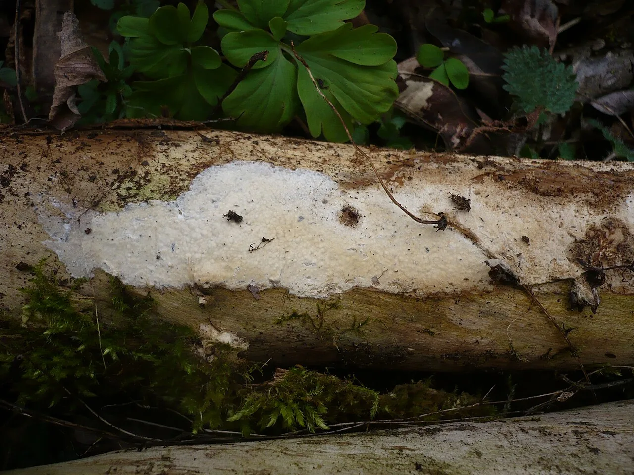 Cerocorticium submolare (Cerocorticium submolare) — photo mycologique