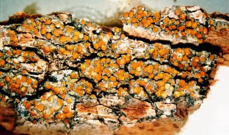 Cerothallia subluteoalba (Cerothallia subluteoalba) — photo mycologique