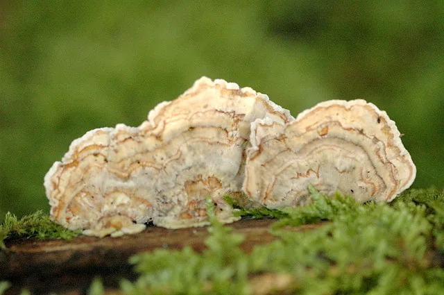 Cerrena unicolor (Cerrena unicolor) — photo mycologique