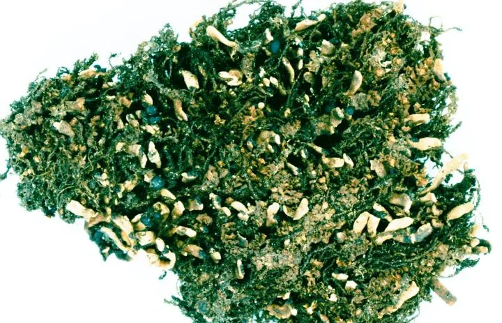 Cetradonia linearis (Cetradonia linearis) — photo mycologique