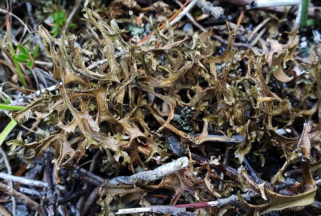 Cetraria arenaria (Cetraria arenaria) — photo mycologique