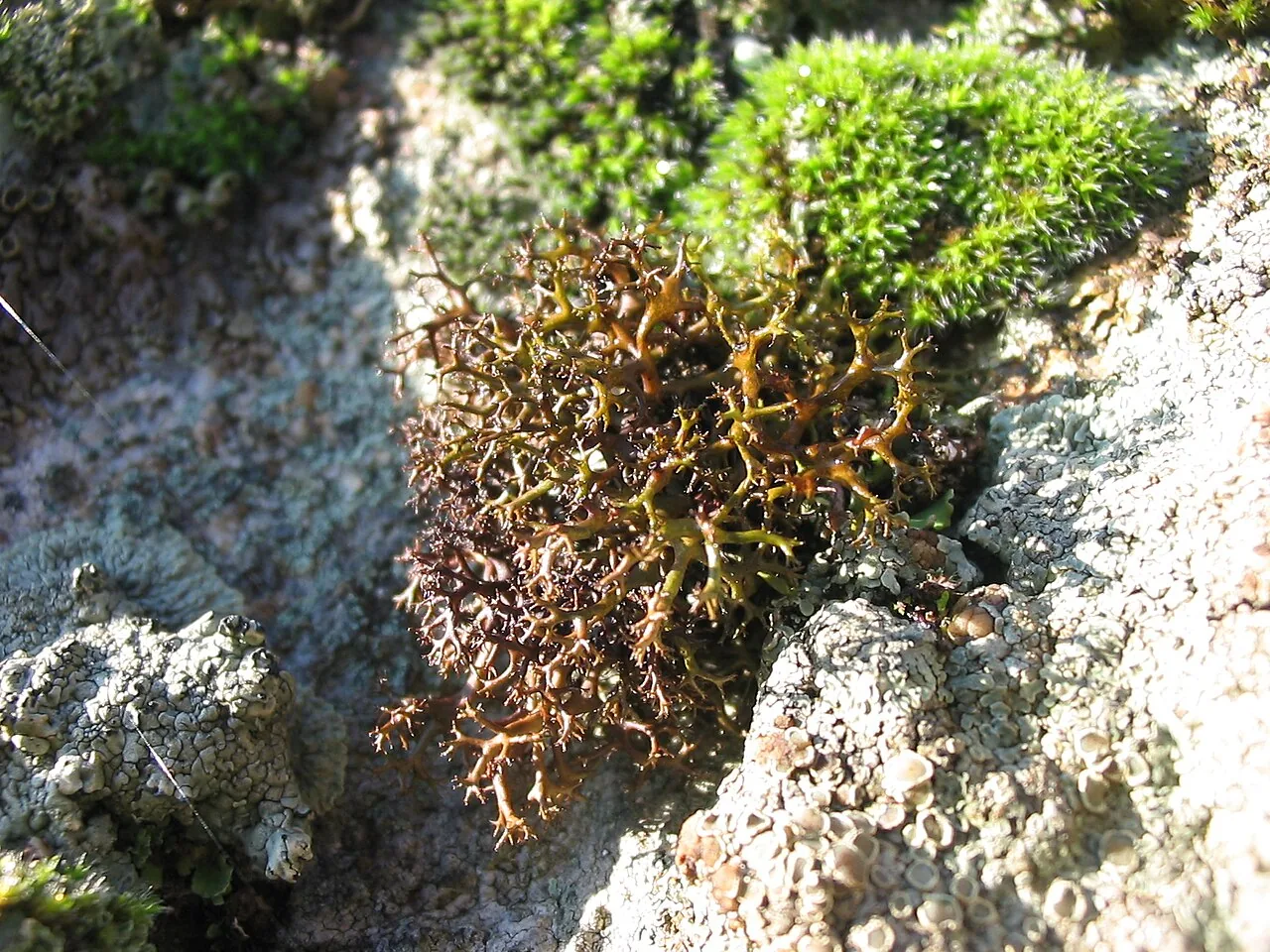 Cetraria crespoae (Cetraria crespoae) — photo mycologique