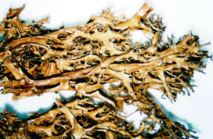 Cetrariella delisei (Cetrariella delisei) — photo mycologique