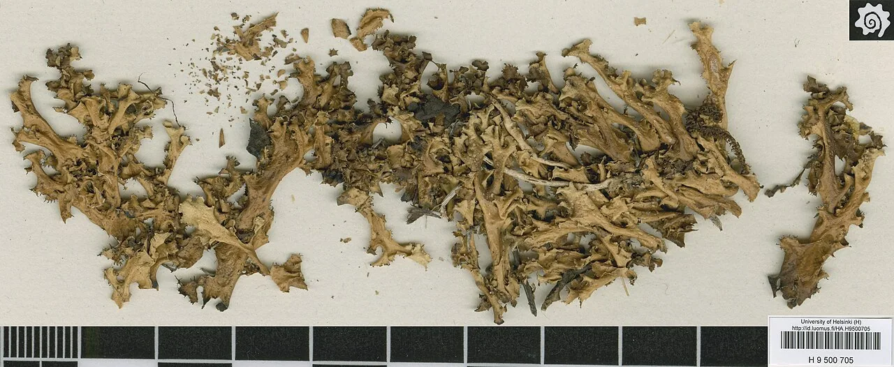 Cetrariella fastigiata (Cetrariella fastigiata) — photo mycologique