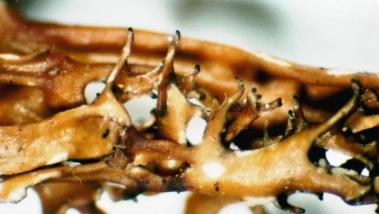 Cetrariella sorediella (Cetrariella sorediella) — photo mycologique