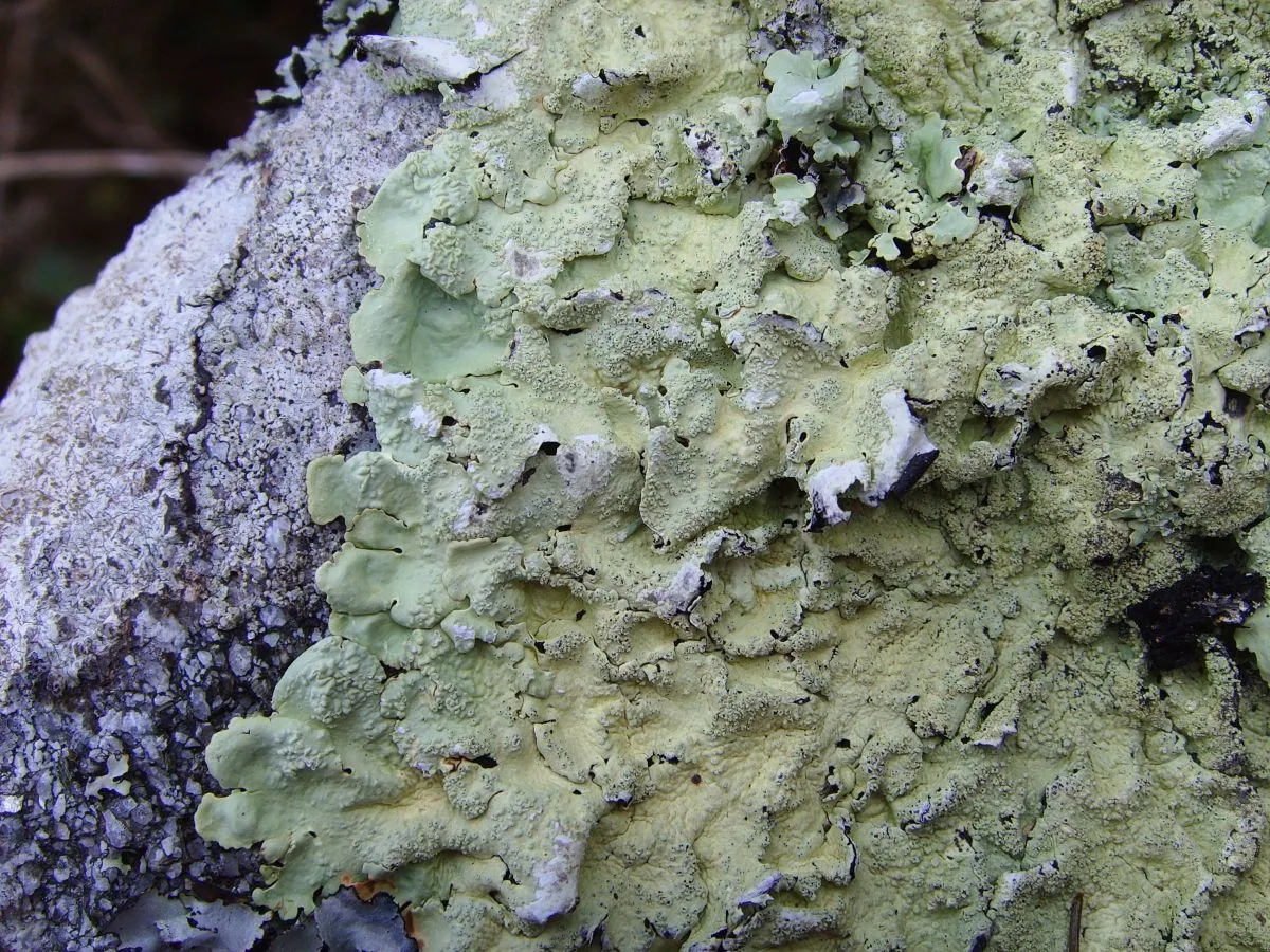 Cetrariopsis pallescens (Cetrariopsis pallescens) — photo mycologique