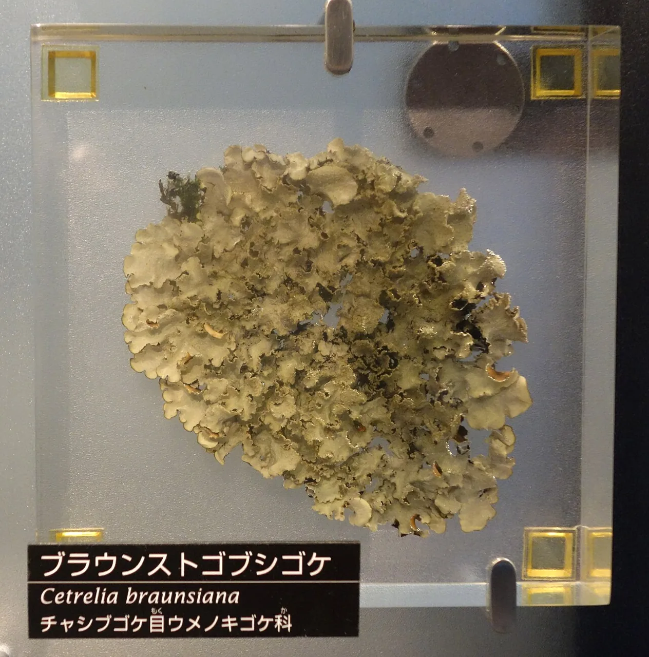 Cetrelia braunsiana (Cetrelia braunsiana) — photo mycologique