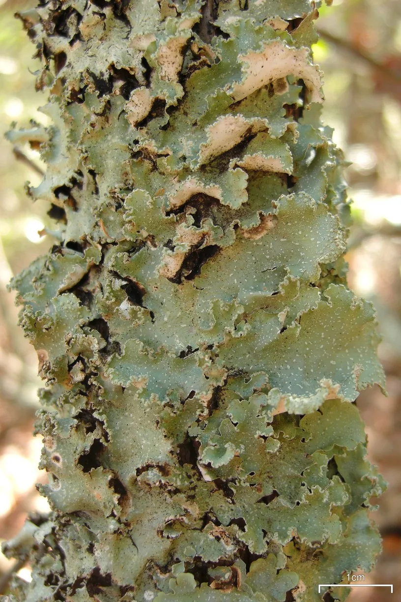 Cetrelia chicitae (Cetrelia chicitae) — photo mycologique