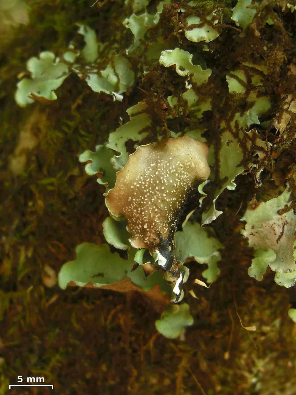 Cetrelia monachorum (Cetrelia monachorum) — photo mycologique