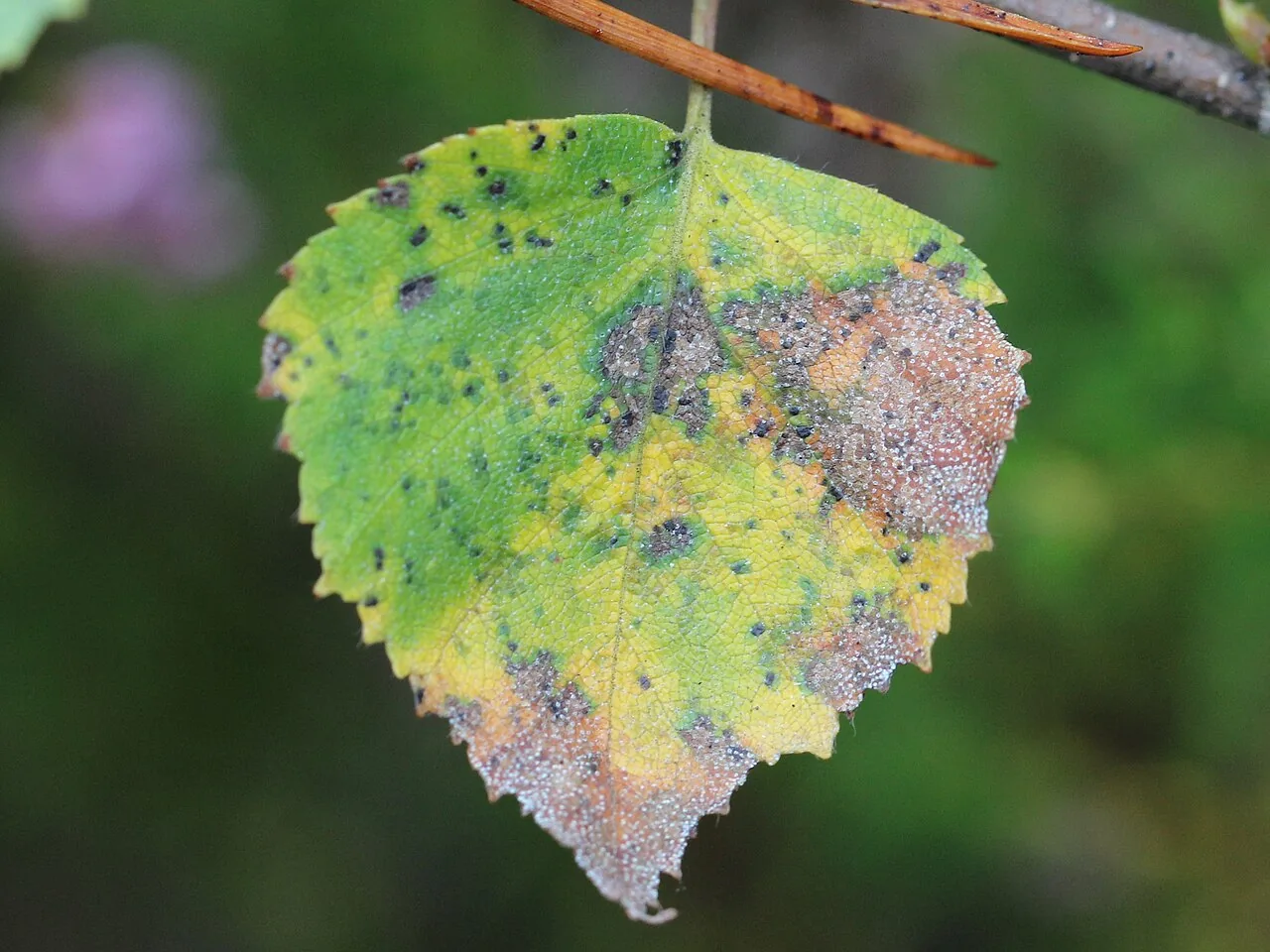Ceuthospora photiniae (Ceuthospora photiniae) — photo mycologique