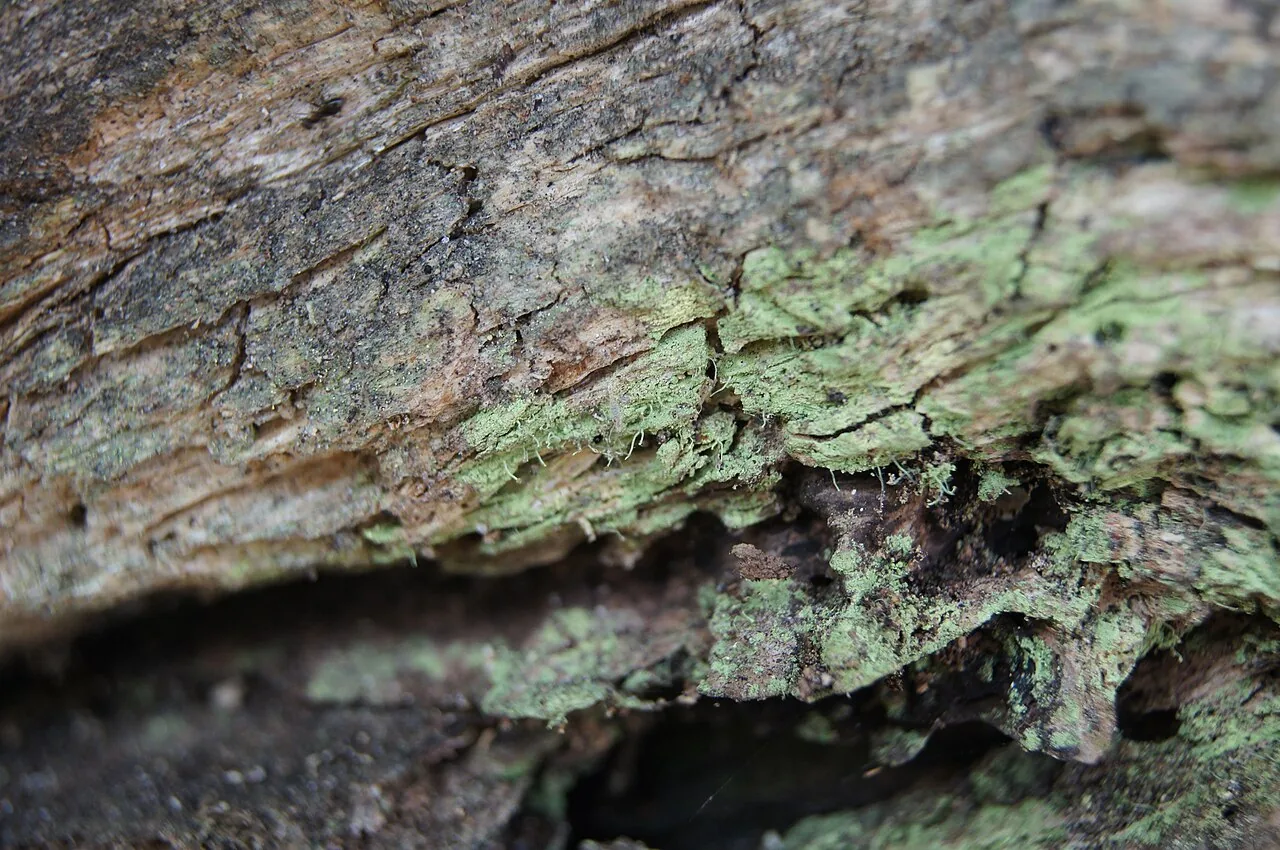 Chaenotheca chlorella (Chaenotheca chlorella) — photo mycologique