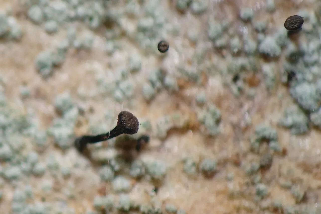 Chaenotheca ferruginea (Chaenotheca ferruginea) — photo mycologique