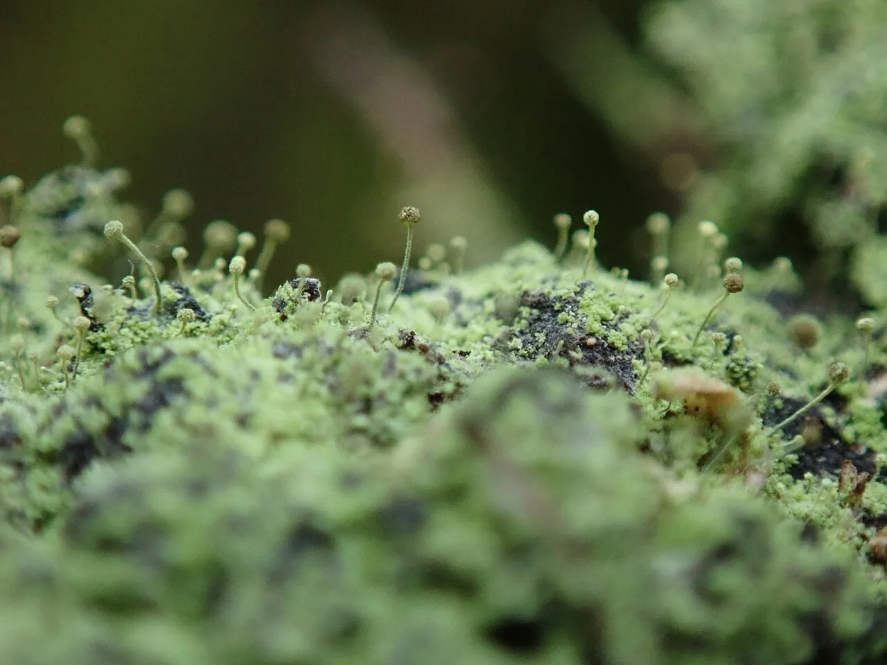 Chaenotheca furfuracea (Chaenotheca furfuracea) — photo mycologique