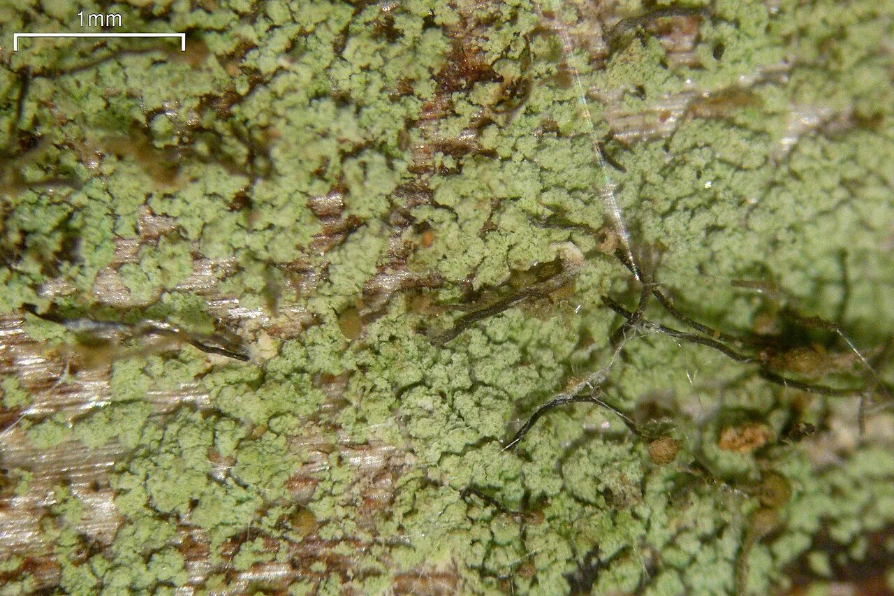 Chaenotheca trichialis (Chaenotheca trichialis) — photo mycologique