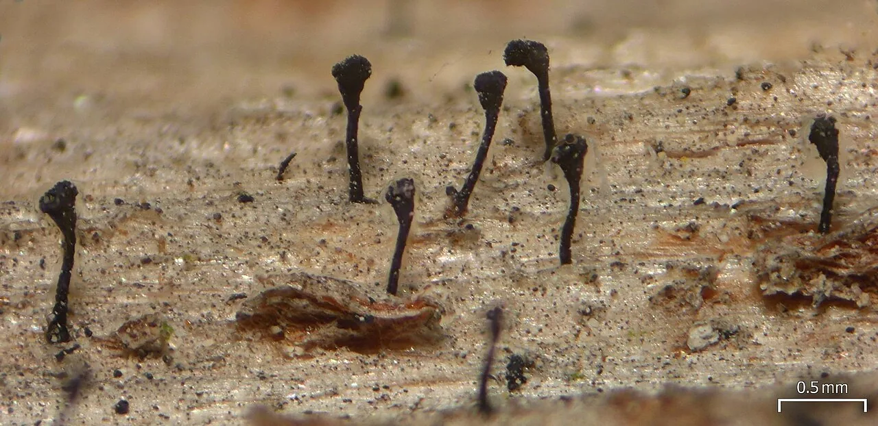 Chaenothecopsis orientalis (Chaenothecopsis orientalis) — photo mycologique