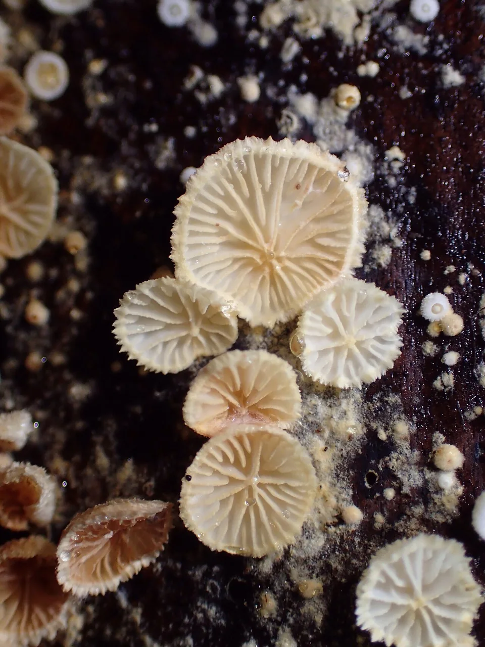 Chaetocalathus cheelii (Chaetocalathus cheelii) — photo mycologique