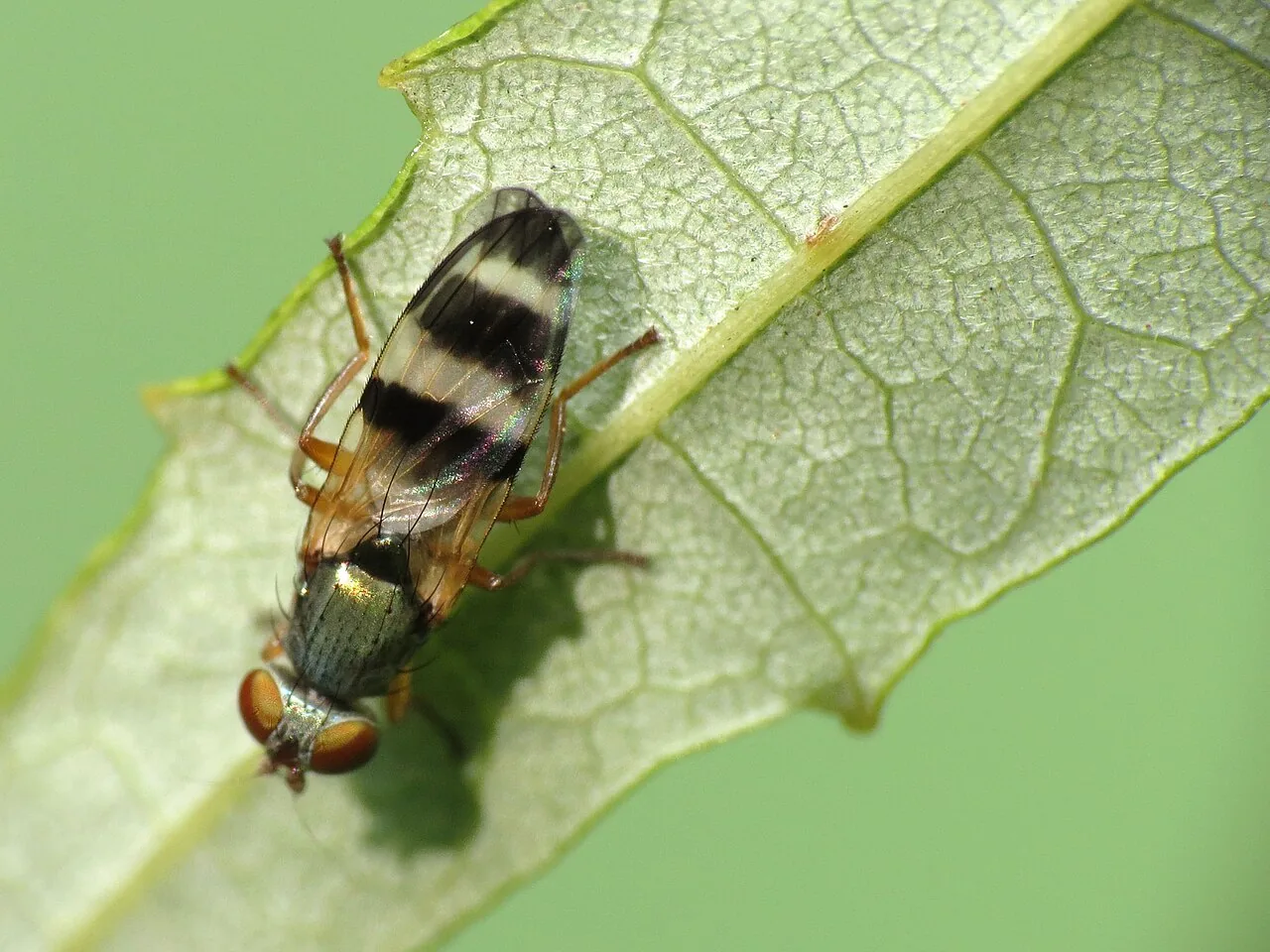 Chaetopsis intermedia (Chaetopsis intermedia) — photo mycologique