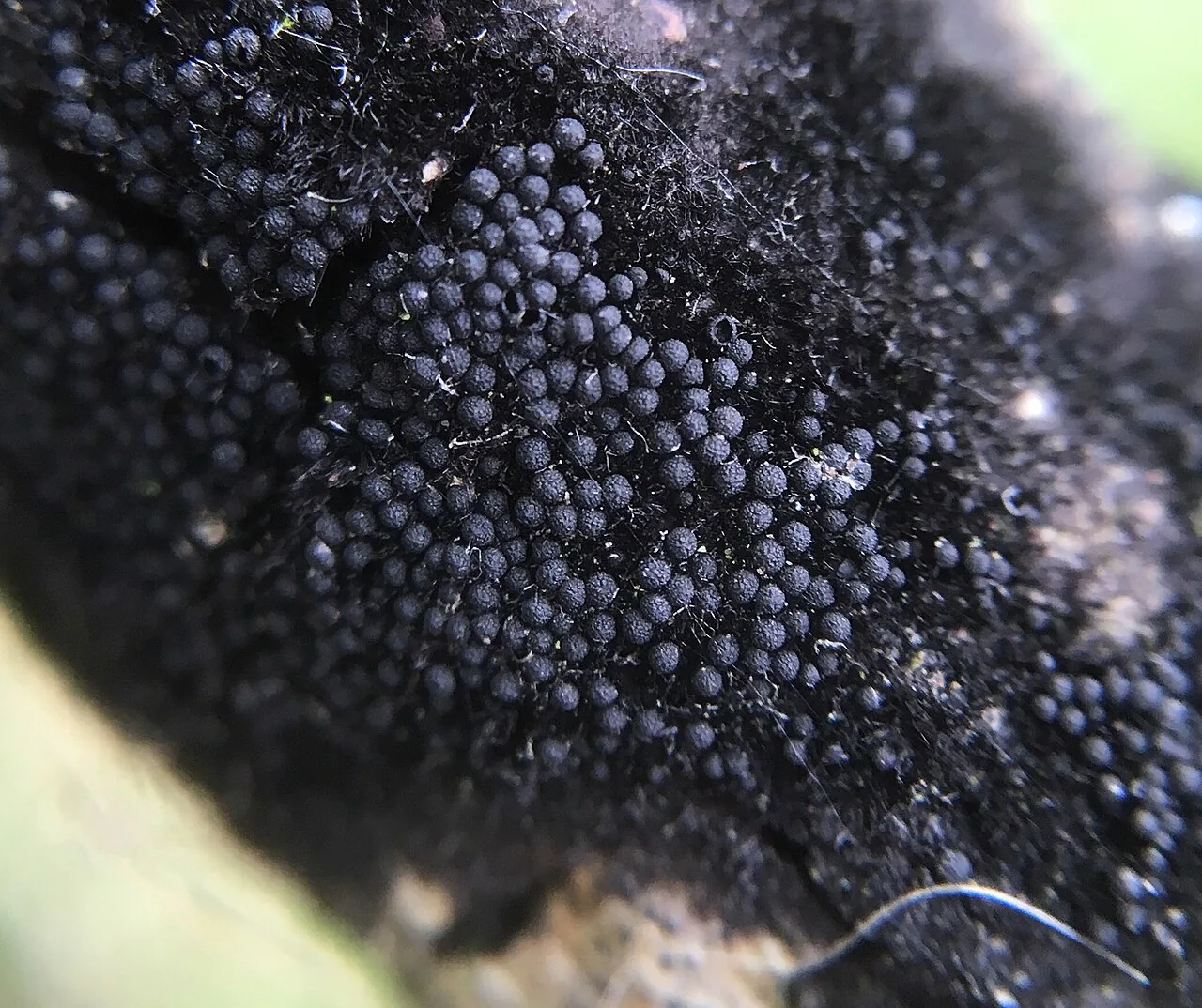 Chaetosphaeria aspergilloides (Chaetosphaeria aspergilloides) — photo mycologique