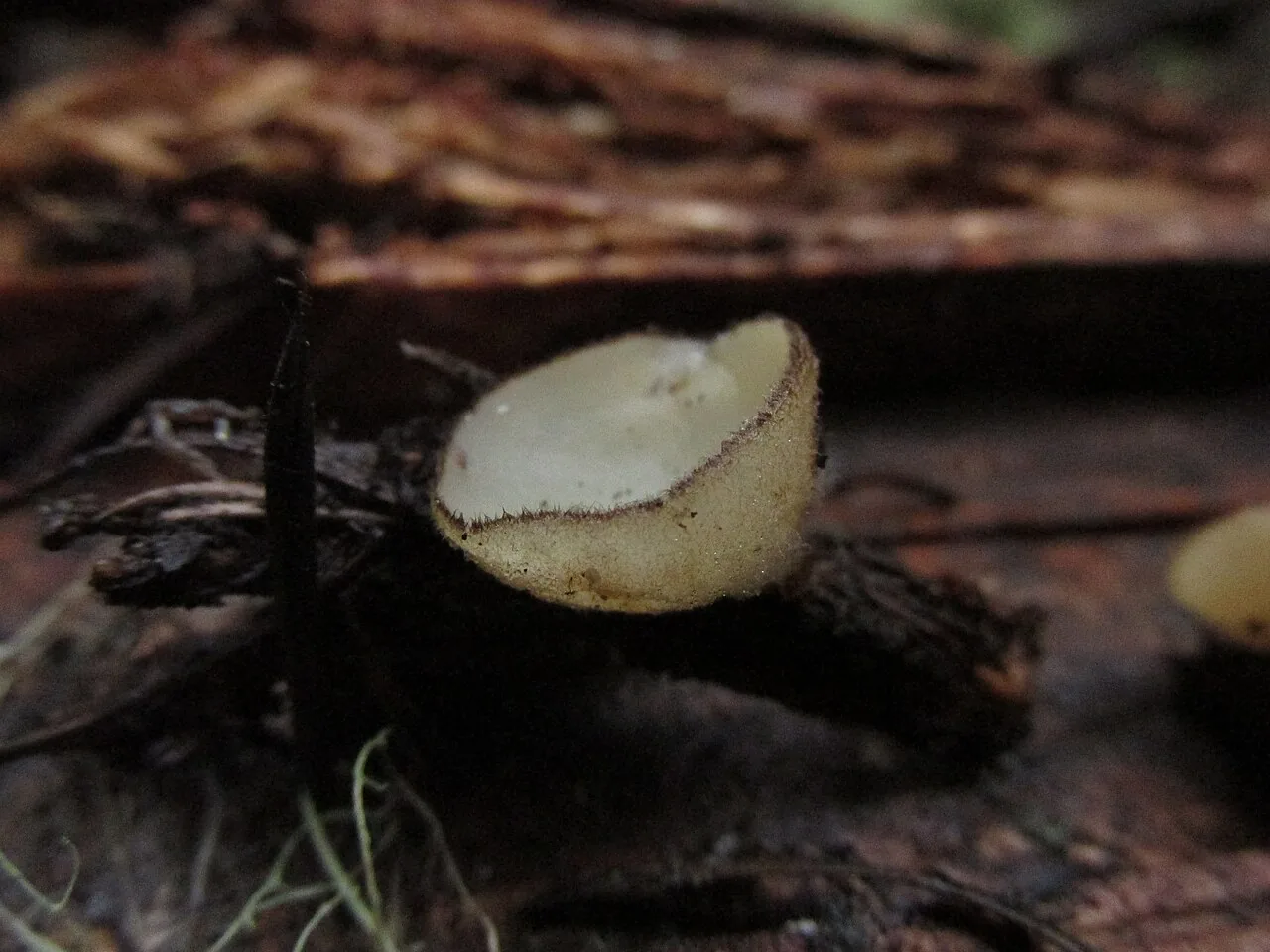 Chaetothiersia laricina (Chaetothiersia laricina) — photo mycologique