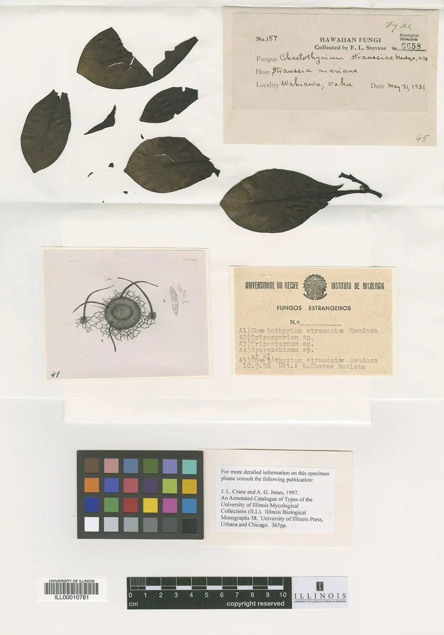 Chaetothyrium capense (Chaetothyrium capense) — photo mycologique
