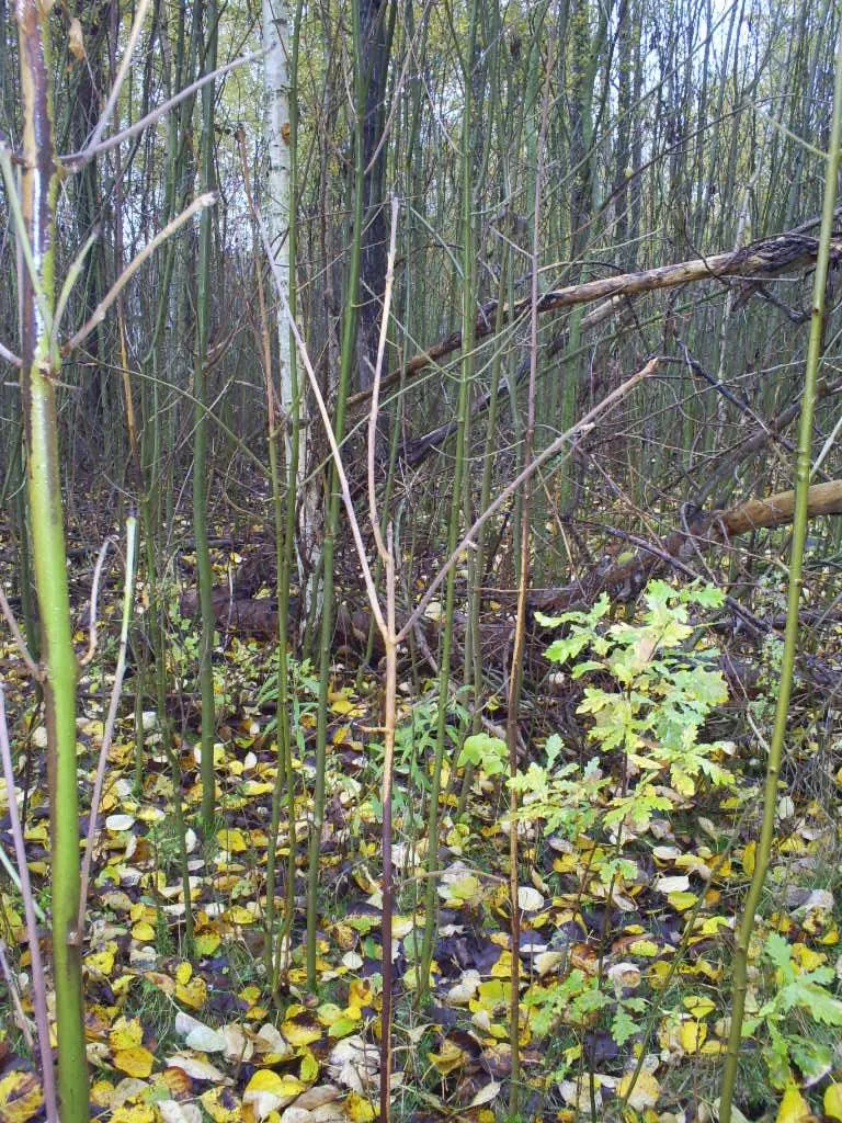 Chalara rubi (Chalara rubi) — photo mycologique