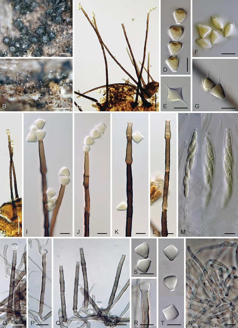Chalarodes bisetis (Chalarodes bisetis) — photo mycologique