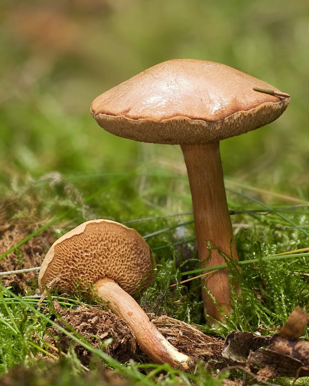 Chalciporus caribaeus (Chalciporus caribaeus) — photo mycologique