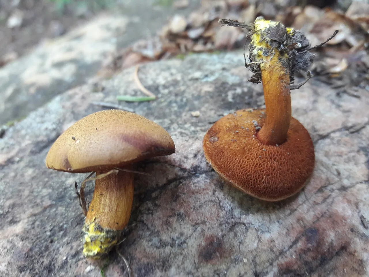 Chalciporus piperatoides (Chalciporus piperatoides) — photo mycologique