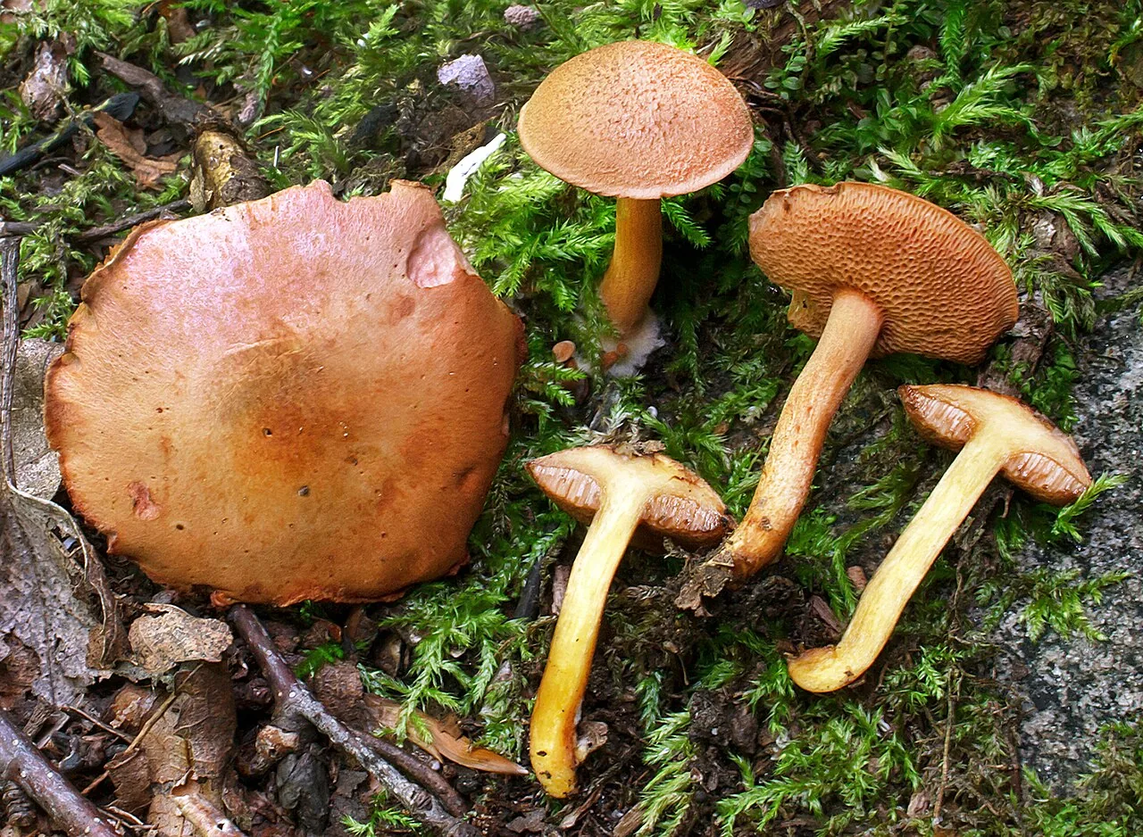 Chalciporus piperatus (Chalciporus piperatus) — photo mycologique