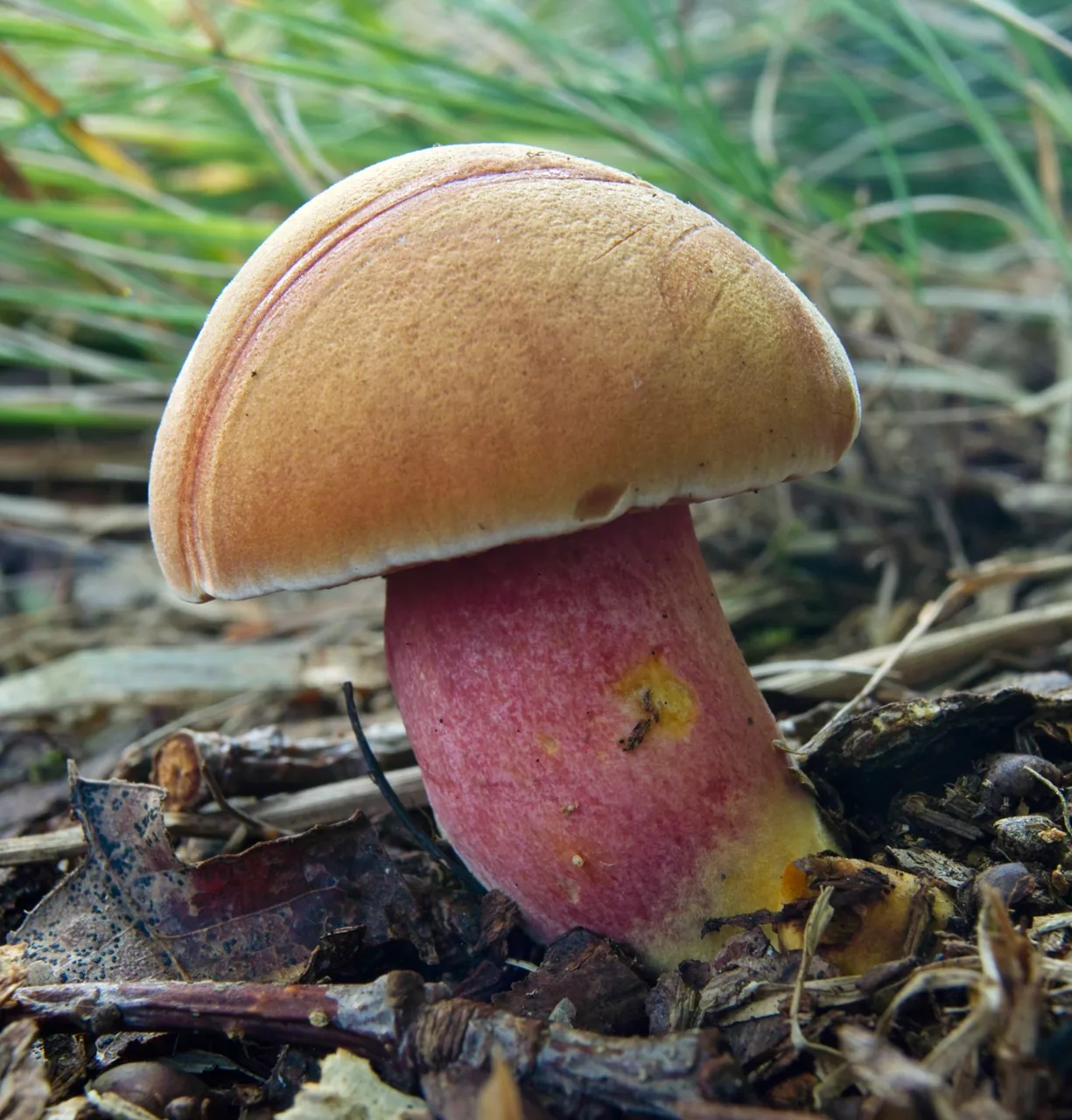 Chalciporus rubinus (Chalciporus rubinus) — photo mycologique