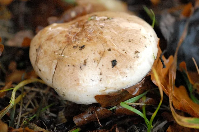 Chamaemyces pseudocastaneus (Chamaemyces pseudocastaneus) — photo mycologique