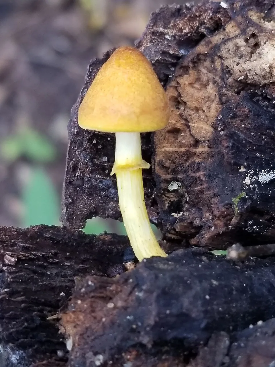 Chamaeota subolivascens (Chamaeota subolivascens) — photo mycologique