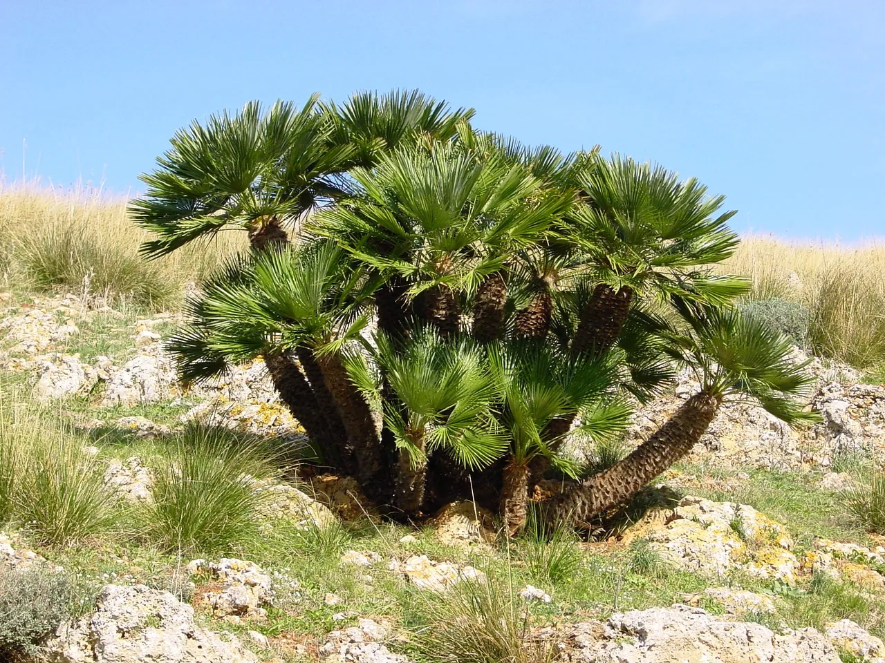 Palmier nain (Chamaerops humilis) : photo botanique