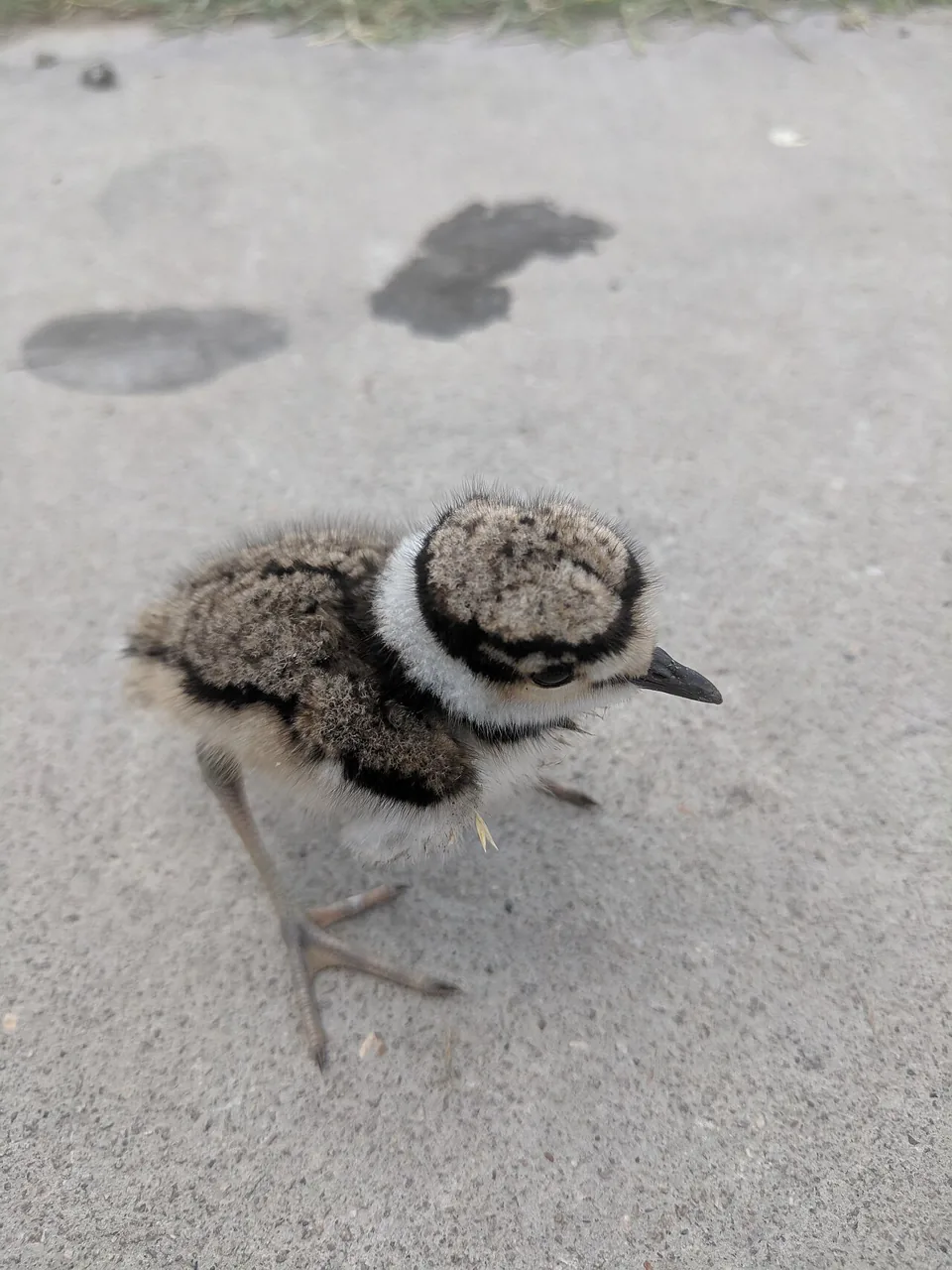 Gravelot kildir (Charadrius vociferus) — photo vertébré