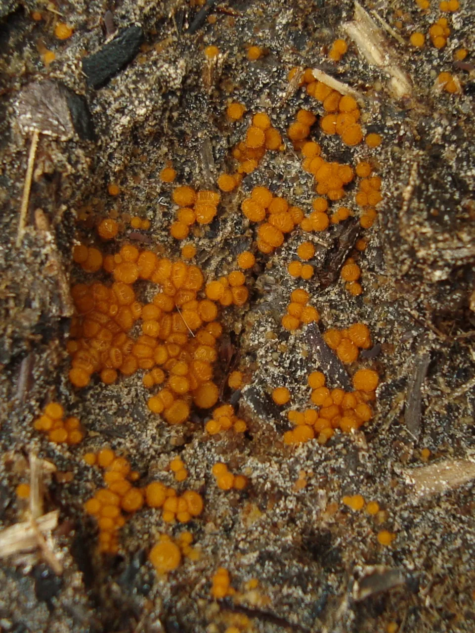Cheilymenia sclerotiorum (Cheilymenia sclerotiorum) — photo mycologique