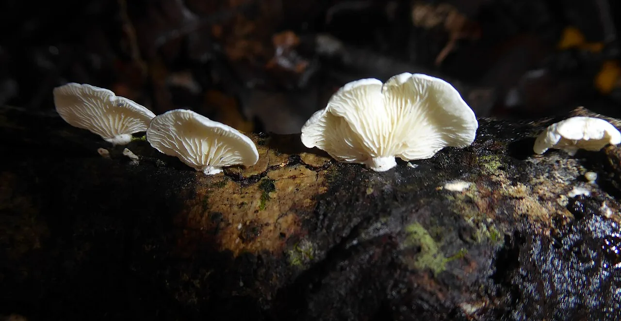 Cheimonophyllum candidissimum (Cheimonophyllum candidissimum) — photo mycologique