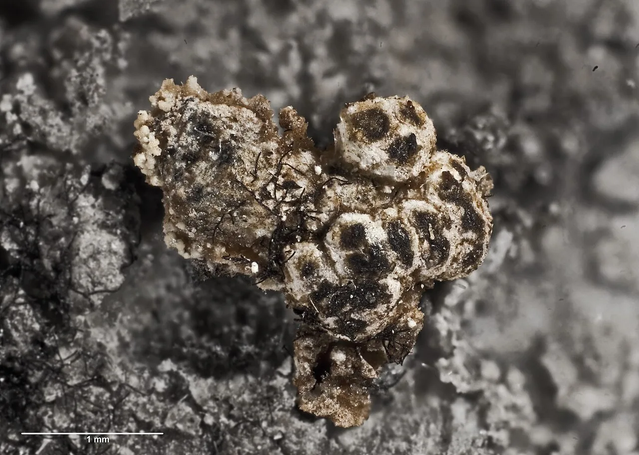 Chiodecton lichexanthonicum (Chiodecton lichexanthonicum) — photo mycologique