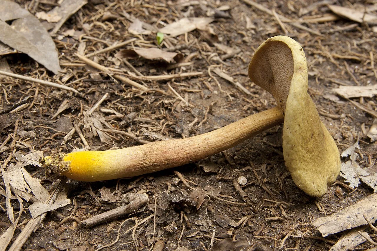 Chiua virens (Chiua virens) — photo mycologique