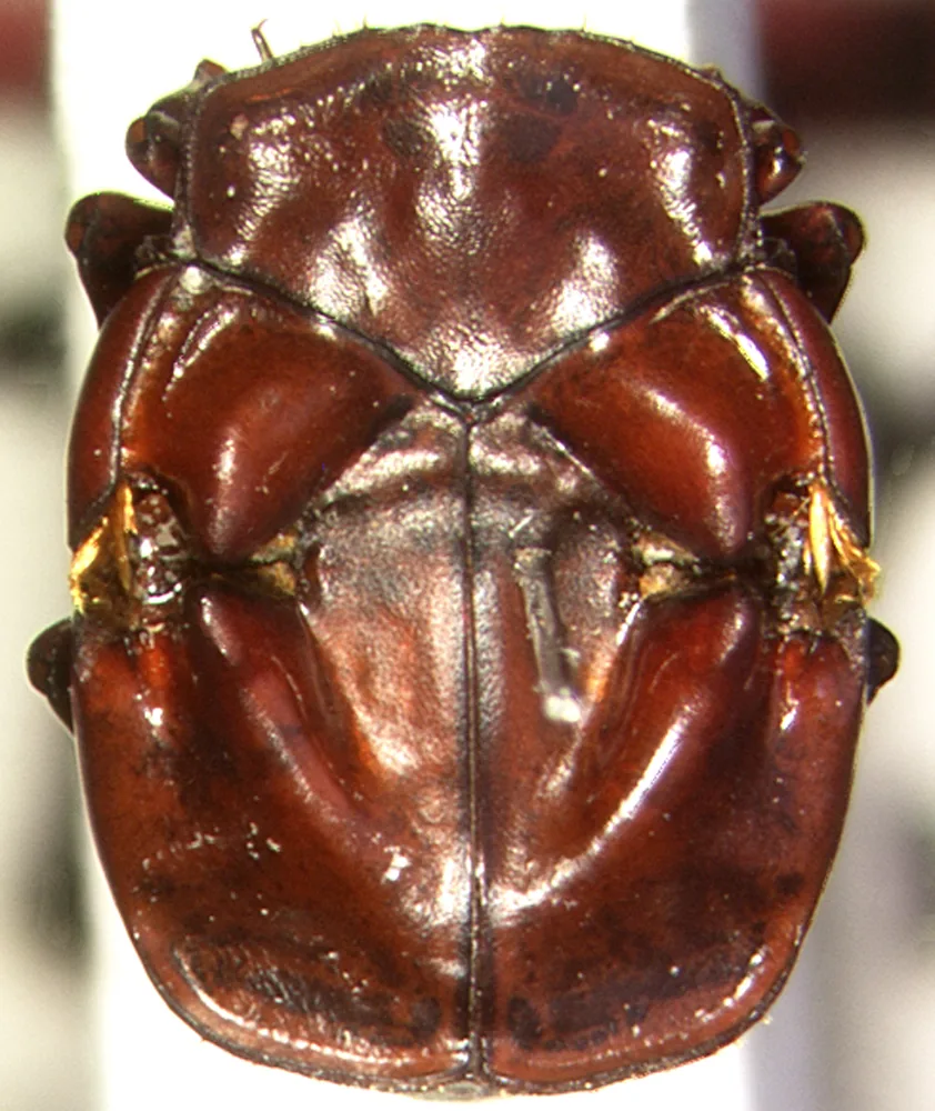 Chlamydopsis proliferans (Chlamydopsis proliferans) — photo mycologique