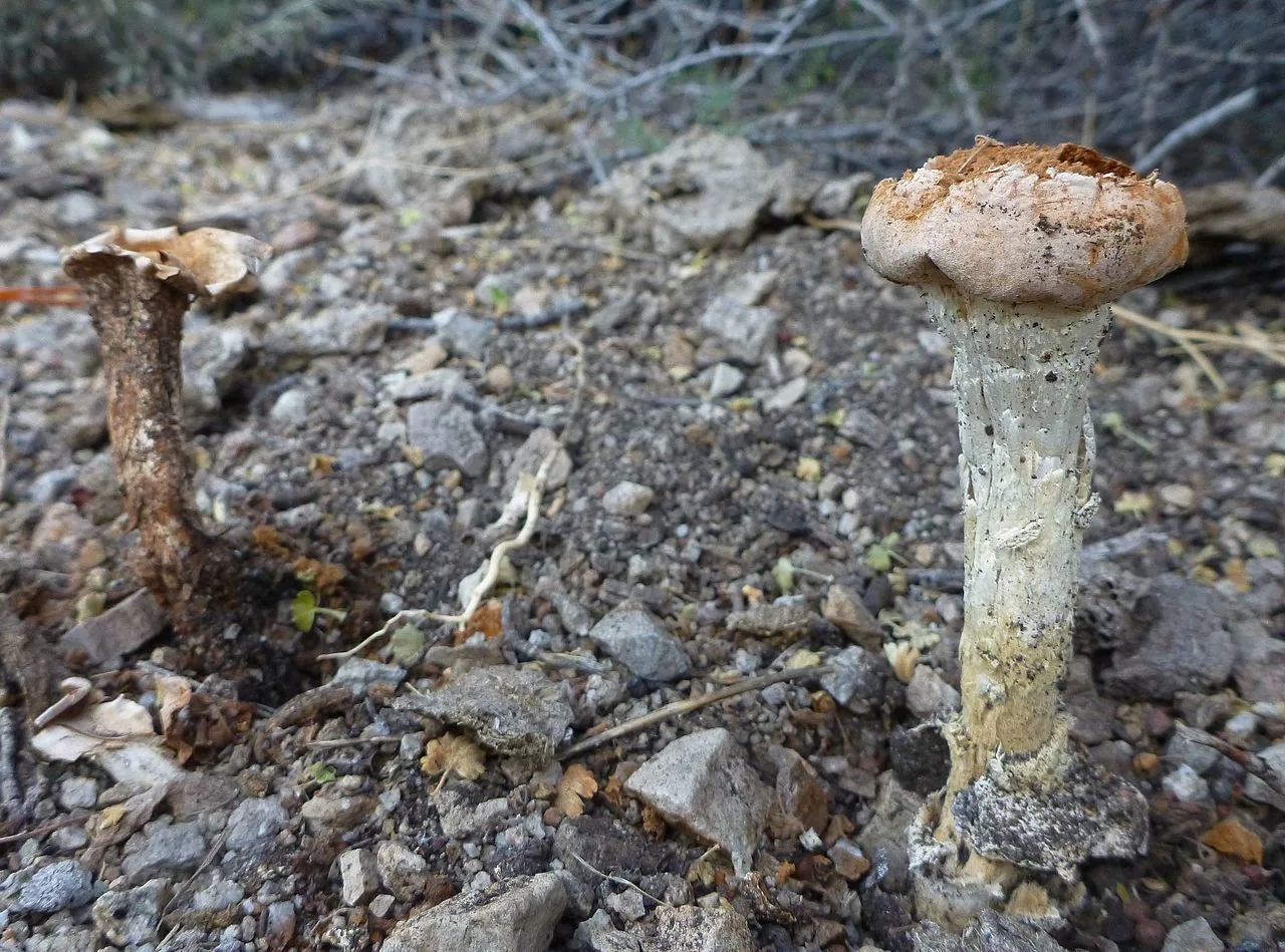 Chlamydopus clavatus (Chlamydopus clavatus) — photo mycologique