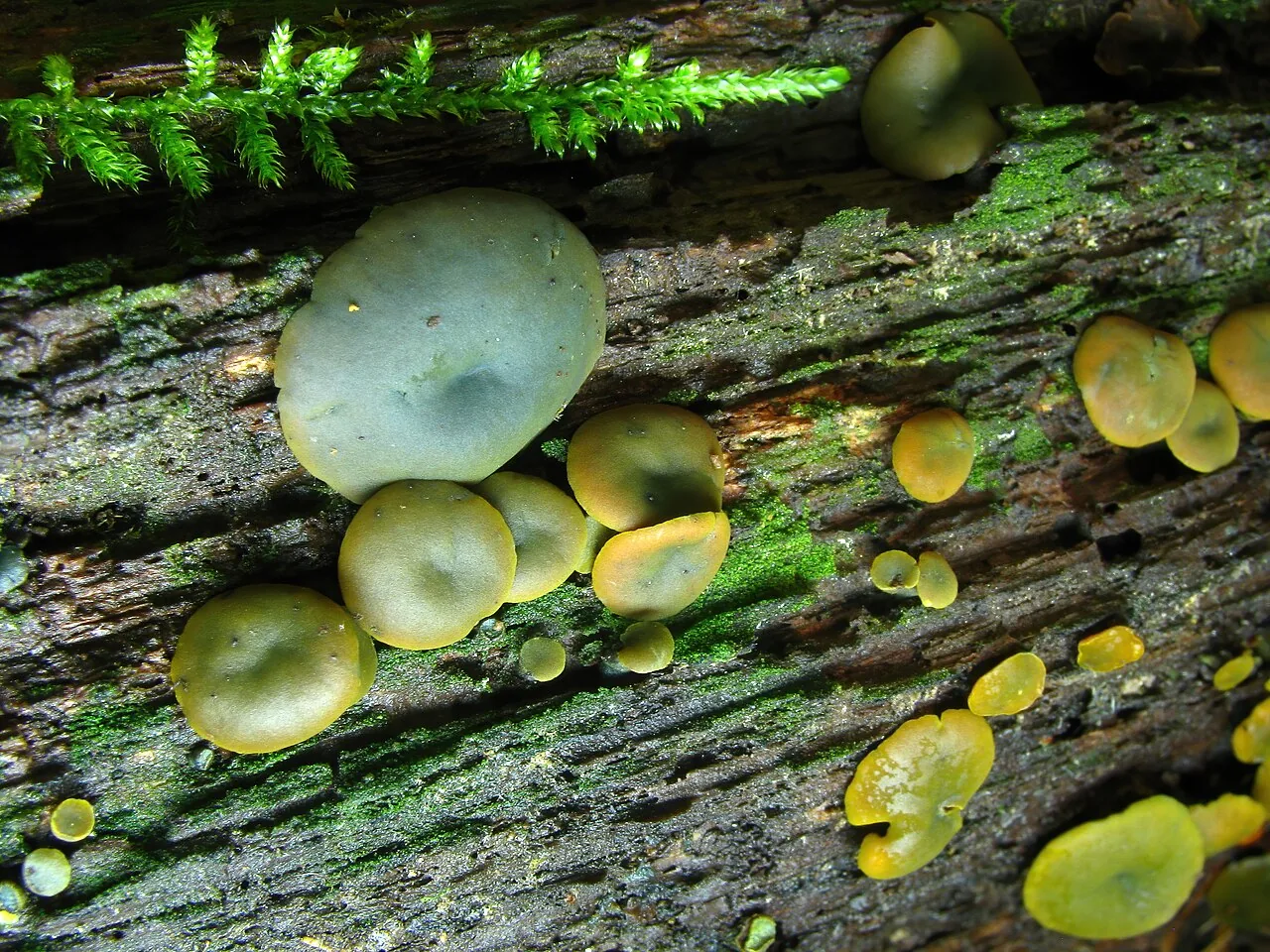 Chlorencoelia torta (Chlorencoelia torta) — photo mycologique
