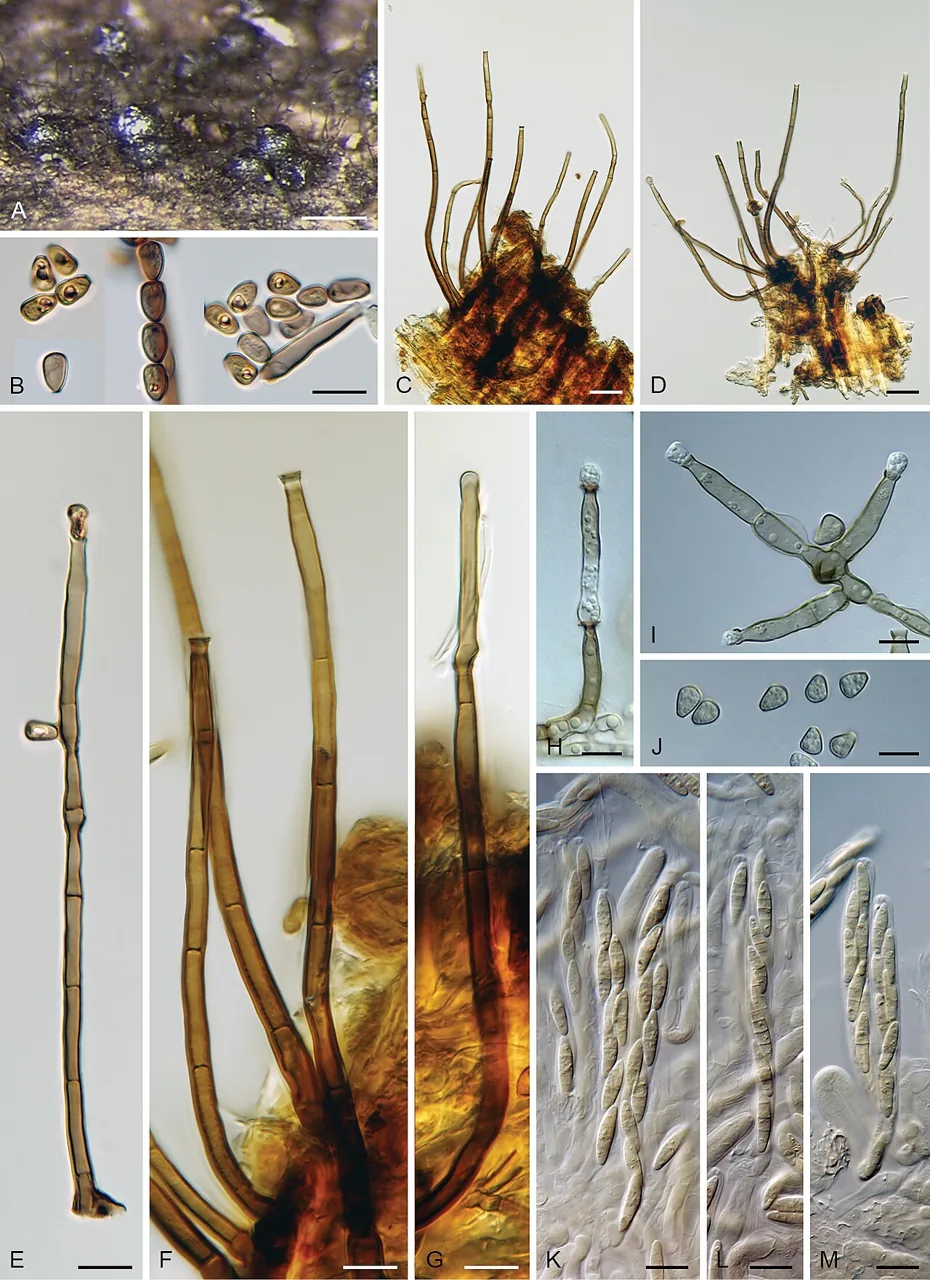 Chloridium mirabile (Chloridium mirabile) — photo mycologique