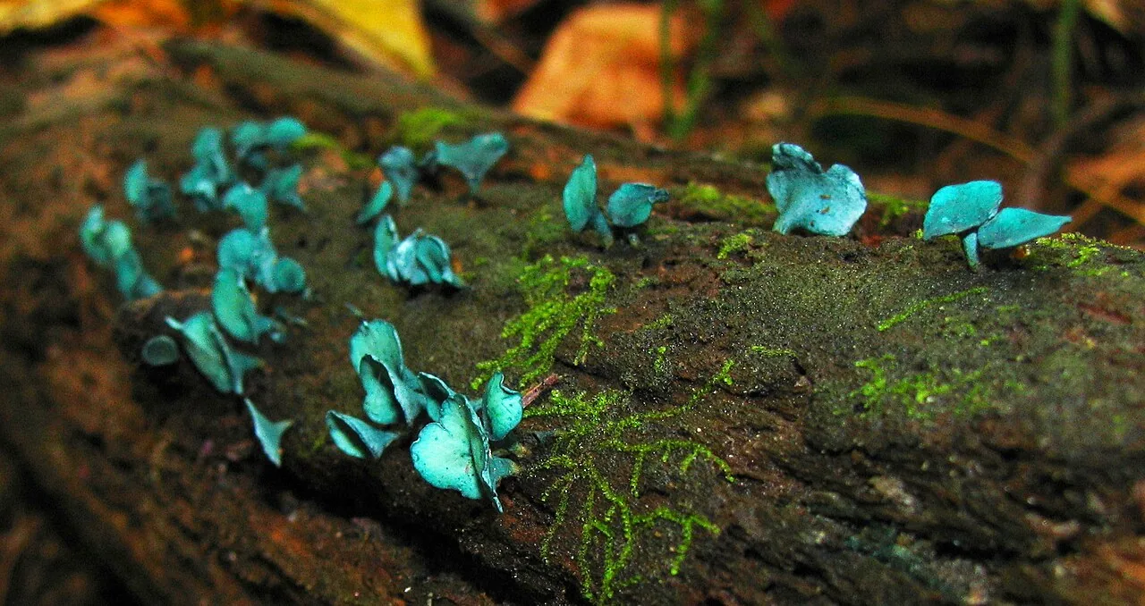 Chlorociboria aeruginascens (Chlorociboria aeruginascens) — photo mycologique