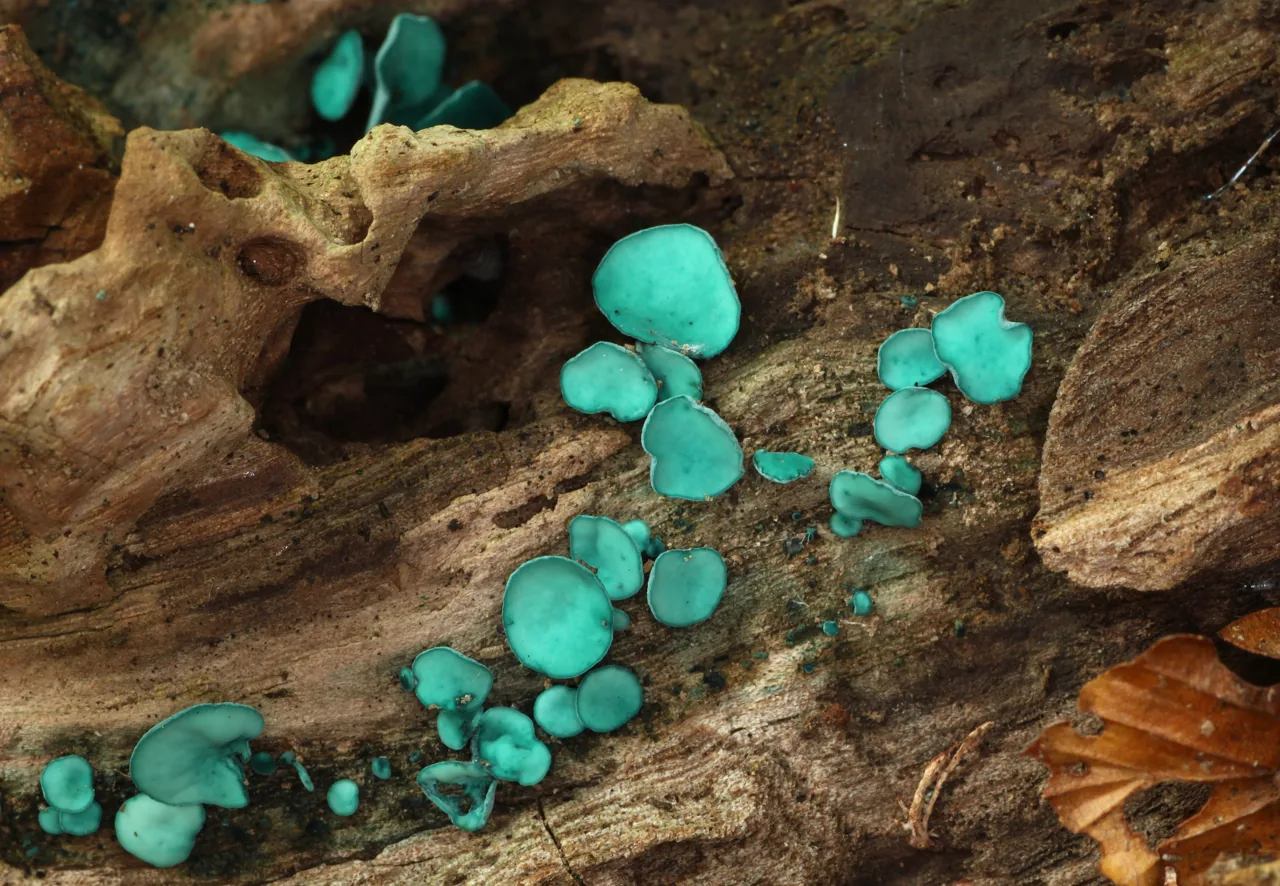 Chlorociboria duriligna (Chlorociboria duriligna) — photo mycologique