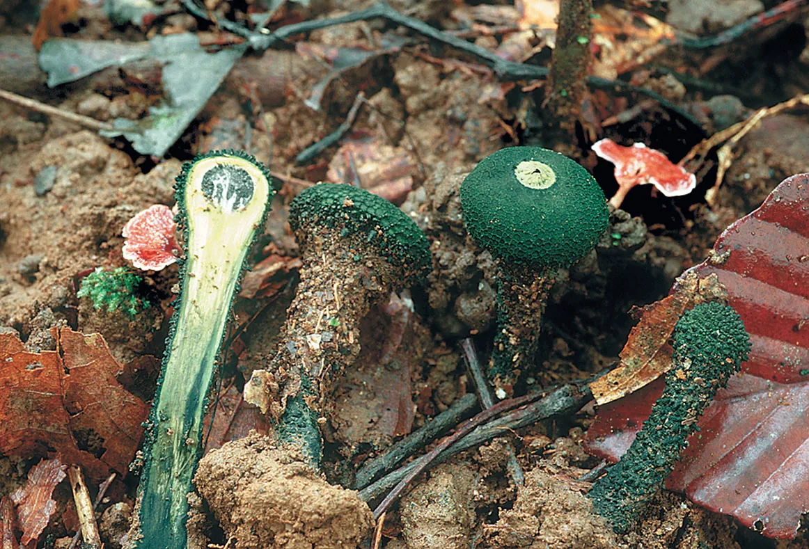 Chlorogaster dipterocarpi (Chlorogaster dipterocarpi) — photo mycologique