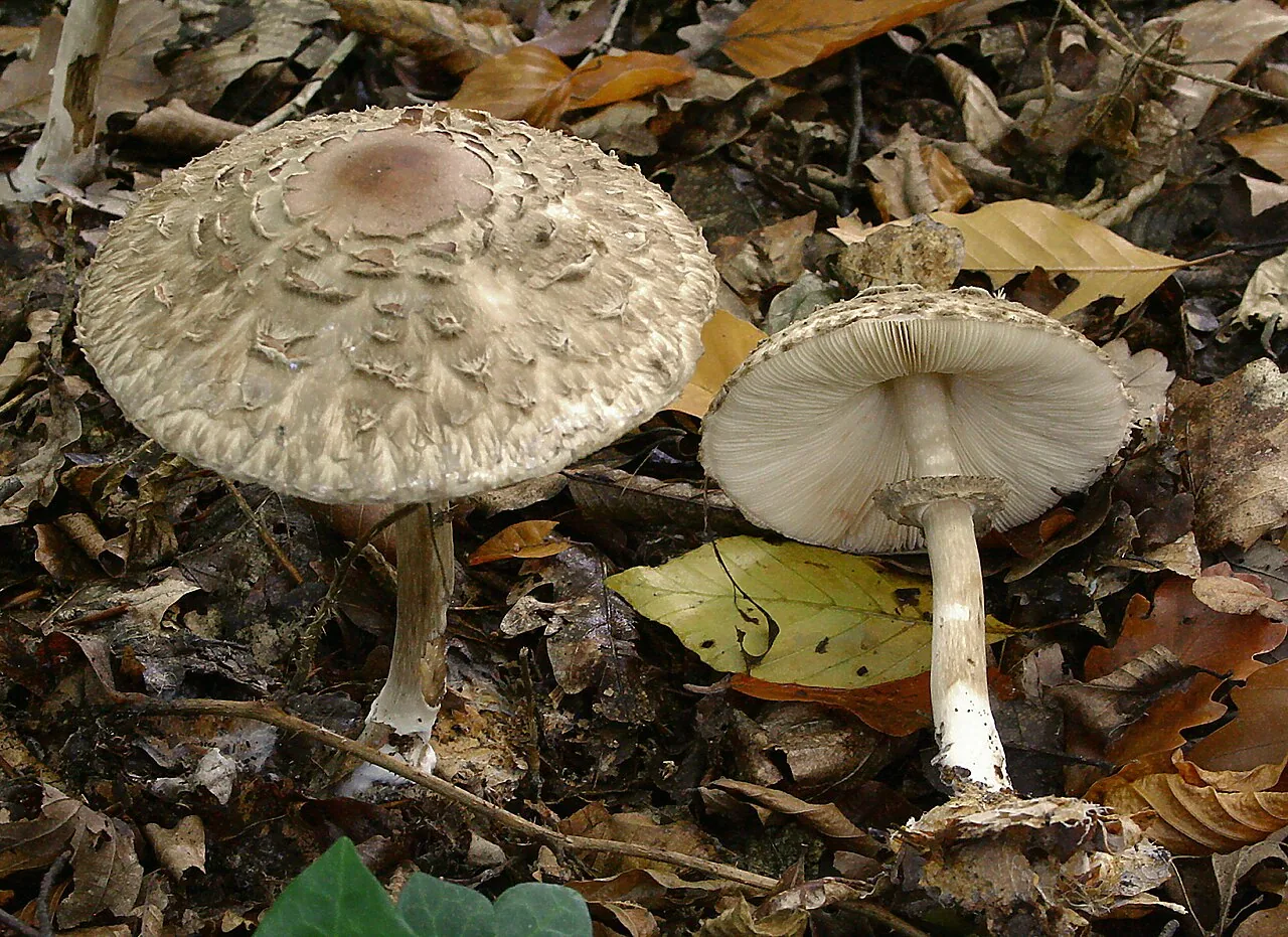 Chlorophyllum olivieri (Chlorophyllum olivieri) — photo mycologique