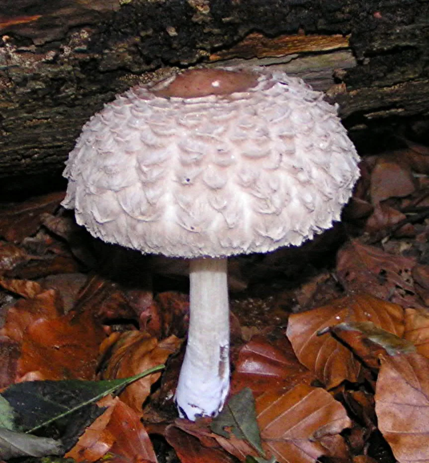 Chlorophyllum rhacodes (Chlorophyllum rhacodes) — photo mycologique