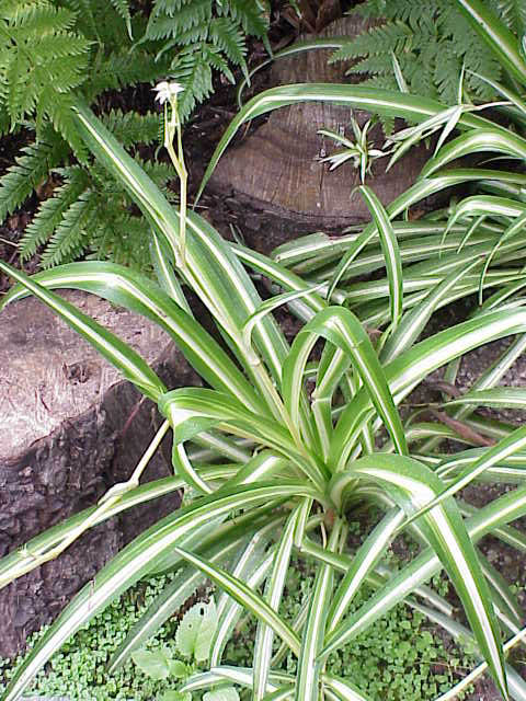 Plante araignée (Chlorophytum) — photo botanique