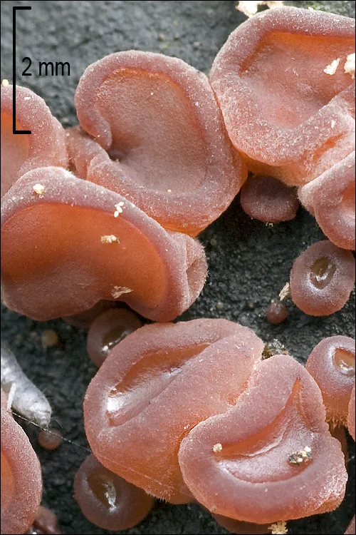 Chloroscypha alutipes (Chloroscypha alutipes) — photo mycologique