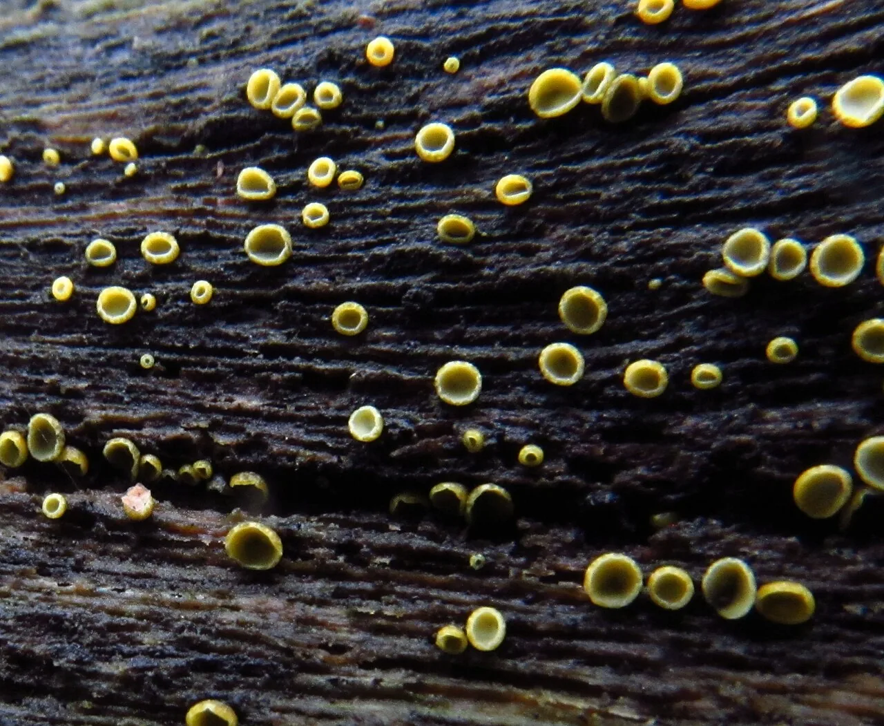 Chlorosplenium rugipes (Chlorosplenium rugipes) — photo mycologique